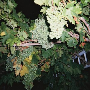 把鸡巴塞入小穴里操起来
